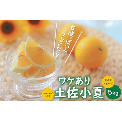 高知産　ワケあり土佐小夏　5kg/サイズお任せ【AF020】