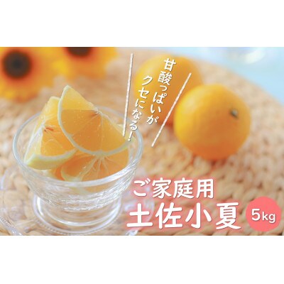 ご家庭用　土佐小夏　5kg【AF006】