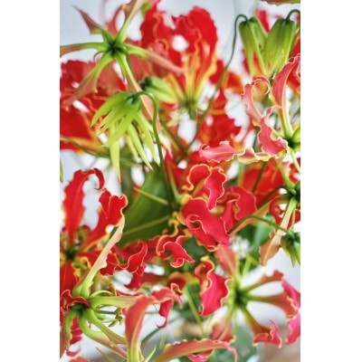 生花グロリオサ花束 ブーケ 1束【CG013】