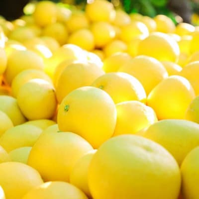 千光士農園の土佐文旦約5kg【家庭用】AM062