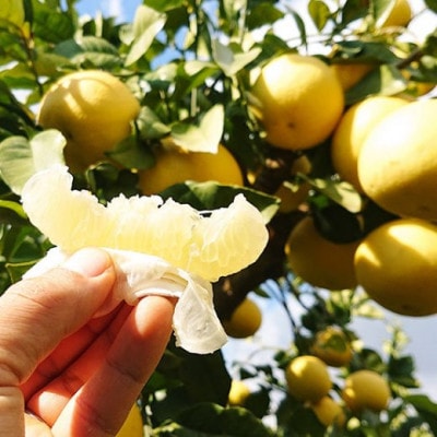 千光士農園の土佐文旦約5kg【家庭用】AM062