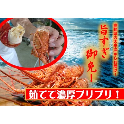 活き〆伊勢海老3000gセット(10～15尾)キレイな天然高知県産　刺身OK!簡単調理説明書付き。