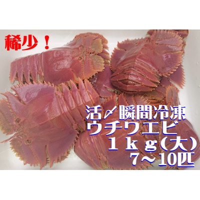活き〆ウチワエビ1000gセット(7～10尾)天然高知県産!刺身OK!　誰でも簡単調理説明書付き!