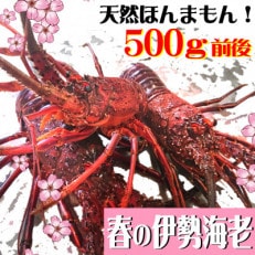 春の活き〆伊勢海老500g(1～3尾)天然高知県産　刺身OK!誰でも簡単調理説明書付き。