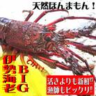 BIG伊勢海老400gセット(1尾)誤差30g以内!天然高知県産　刺身OK!簡単調理説明書付き。