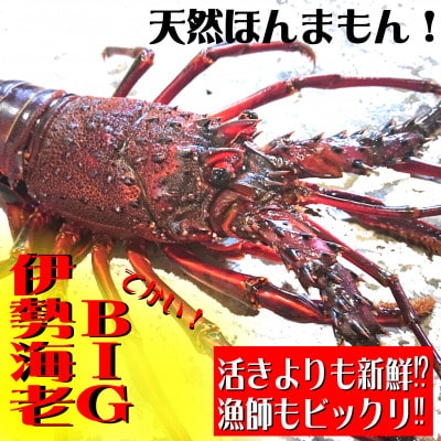 BIG伊勢海老400gセット(1尾)誤差30g以内!天然高知県産　刺身OK!簡単調理説明書付き。