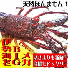 メガBIG伊勢海老800〜950gセット(1尾)天然高知県産 刺身OK!誰でも簡単調理説明書付き。