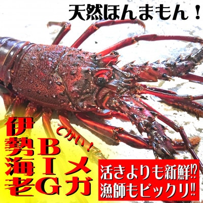 メガBIG伊勢海老800～950gセット(1尾)天然高知県産　刺身OK!誰でも簡単調理説明書付き。