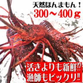 活き〆伊勢海老300～400gセット(1~3尾)天然高知県産 刺身OK! 誰でも簡単調理説明書付き。