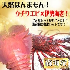 ウチワエビ大サイズ3尾+伊勢海老小サイズ(イセエビ)2～3尾