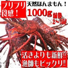 年末年始用!活き〆伊勢海老1000g前後(2～5尾)天然高知県産(誰でも簡単説明書付き)