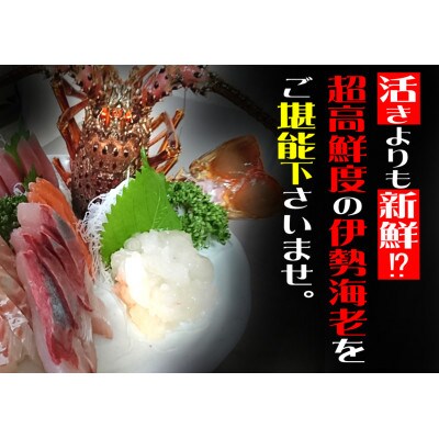 クリスマス用!活き〆伊勢海老300g前後(1～2尾)天然高知県産(誰でも簡単説明書付き)