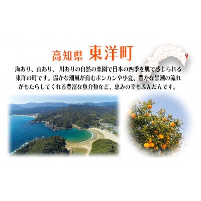 活き〆ウチワエビ　小1000gセット(12～15尾)天然高知県産!刺身OK!　誰でも簡単説明書付!