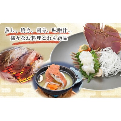 活き〆ウチワエビ　1000gセット(20～24尾)天然高知県産!刺身OK!　誰でも簡単説明書付!