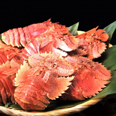 ウチワエビボイル!1000g!あとは食べるだけ!