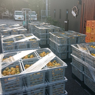 【さとふる限定】青ゆず3kg(訳アリ)