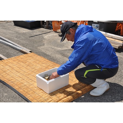 隠岐の島津戸産天然活さざえ3kg　1402