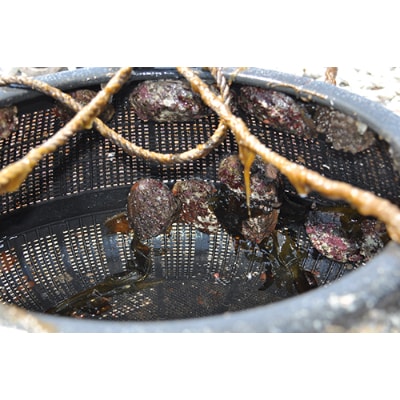 天然活あわび【隠岐の島津戸産】1kg　1407