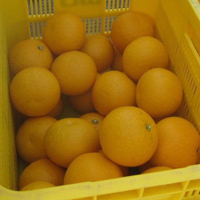 < 先行予約 > はっさく 約5kg 12個 《2025年2月上旬‐2025月3月上旬頃順次出荷》