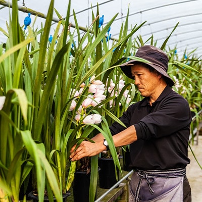 洋ラン　おまかせシンビジウム鉢物 5本立