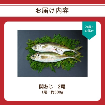 関あじ(鮮魚セット)2尾_E04023