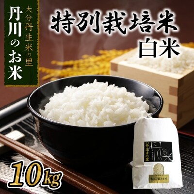 特別栽培米ぴかまる白米 10kg_B01021