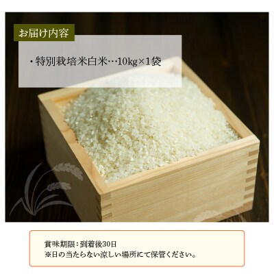 特別栽培米ぴかまる白米 10kg_B01021