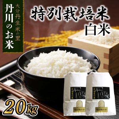特別栽培米ぴかまる白米 20kg_B01022