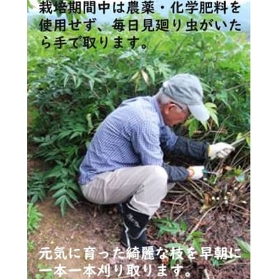 日本山人参(ヒュウガトウキ)粉末 本場大分県産_F09002