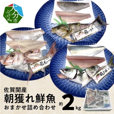 佐賀関産　朝獲れ鮮魚　おまかせ詰め合わせ　約2kg_E04025