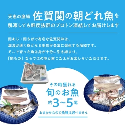 佐賀関産　朝獲れ鮮魚　おまかせ詰め合わせ　約2kg_E04025