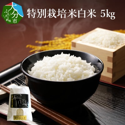 特別栽培米ぴかまる白米 5kg_B01019