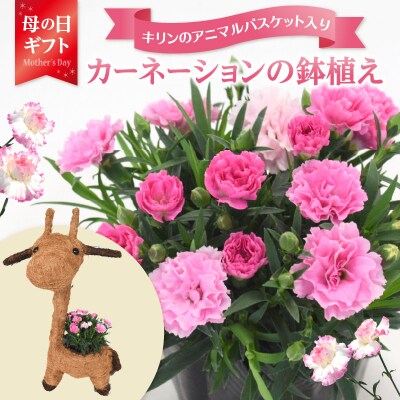 【母の日ギフト】カーネーションの鉢植え キリンのアニマルバスケット入り鉢サイズ3号_R07011-H