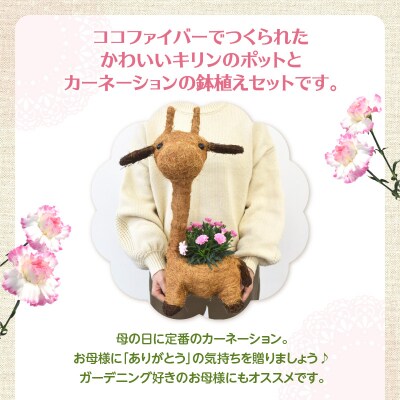 【母の日ギフト】カーネーションの鉢植え キリンのアニマルバスケット入り鉢サイズ3号_R07011-H