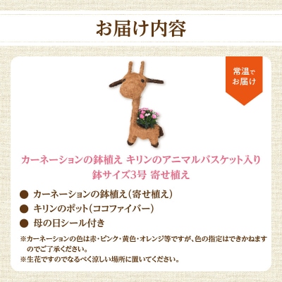 【母の日ギフト】カーネーションの鉢植え キリンのアニマルバスケット入り鉢サイズ3号_R07011-H