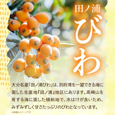 【期間限定】田ノ浦びわ 約1.08kg(270g×4パック)_C07014