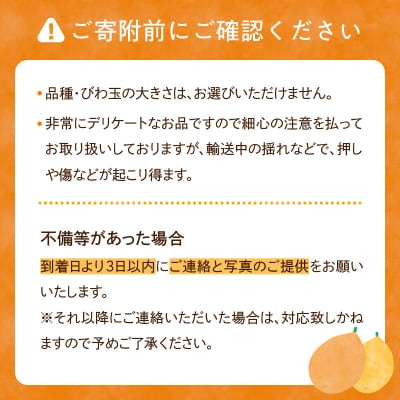 【期間限定】田ノ浦びわ 約1.08kg(270g×4パック)_C07014