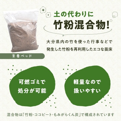 バンブーガーデンキット_R17024