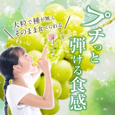 【令和9年産　先行受付】岡山県産シャインマスカット「晴王」(約2kg) 土方商店 2027年発送分