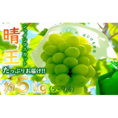 【令和7年産　先行受付】岡山県産シャインマスカット「晴王」(約5kg) 土方商店 2025年発送分