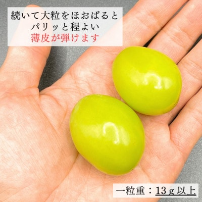 【2024年発送】シャインマスカット 晴王 岡山県産 約2kg 2～5房程度 大房・大粒を厳選