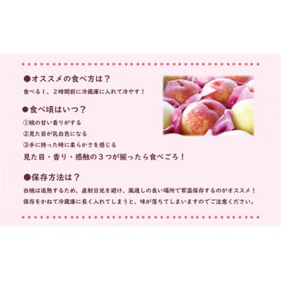 【2025年7月～8月頃発送分】岡山県産 白桃 特秀 ロイヤル 中玉 約900g 3玉