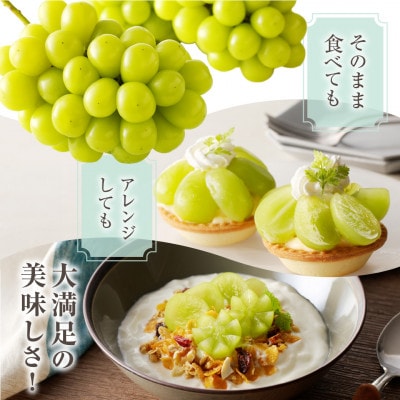 【2026年発送分 先行受付】岡山県産シャインマスカット「晴王」秀品 化粧箱入 1房(約600g)