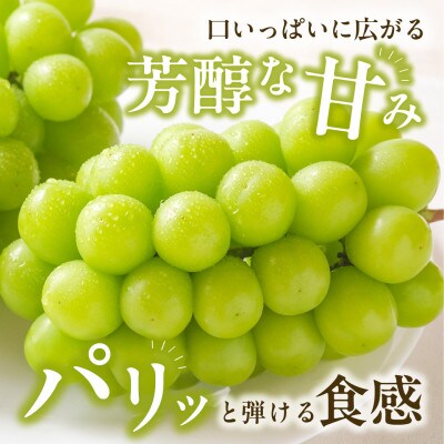【2026年発送分 先行受付】岡山県産シャインマスカット「晴王」化粧箱入 1房(約700g)×6房