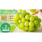 【2026年発送分 先行受付】岡山県産シャインマスカット「晴王」【ハウス栽培】(約2kg・2～5房)