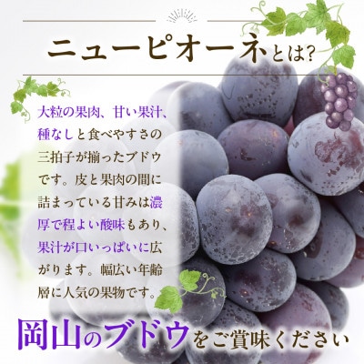 【2026年発送分 先行受付】岡山県産ニューピオーネ 秀品 約2kg(3～5房程度)
