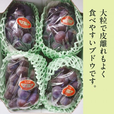 【2026年発送分 先行受付】岡山県産ニューピオーネ 秀品 約2kg(3～5房程度)
