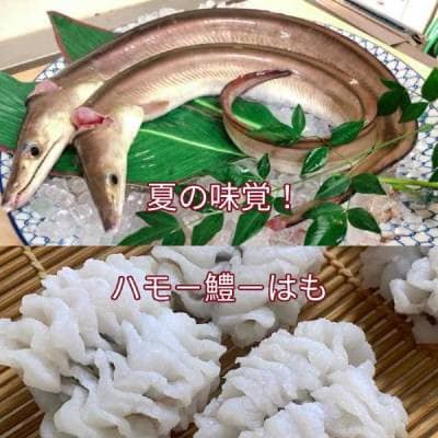 鱧の湯引き 2～3人前(300g)　梅肉・からし酢みそ付