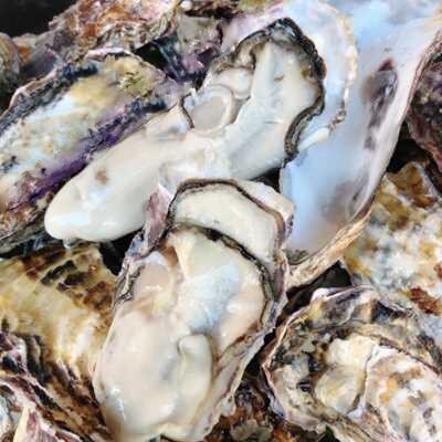 【備前・日生】食べ比べ牡蠣セット(殻付き牡蠣2kg・無水円盤牡蠣1枚入)(加熱用)