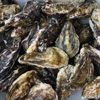 【備前・日生】岡山産食べ比べ牡蠣セット 殻付き2kgとむき身500g